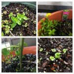 Garden Update March3 Garden Update March3