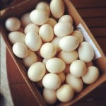 eggs