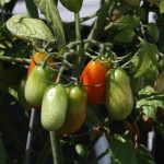 Garden Tour04