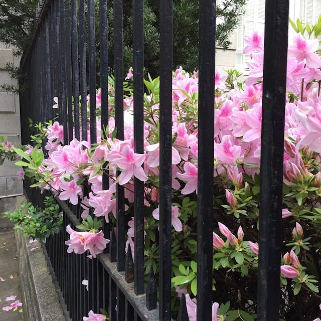 Spring In Savannah, Georgia