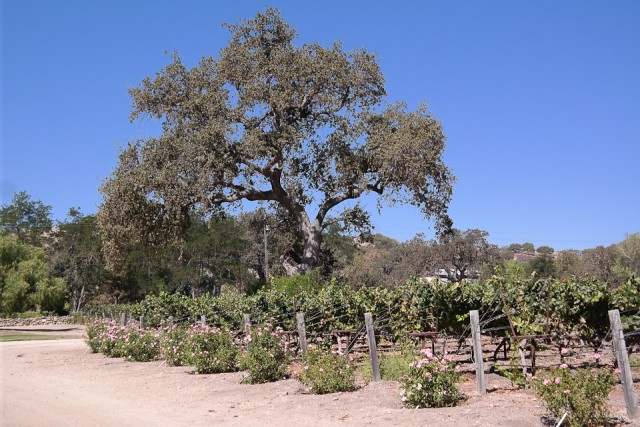 A Day at Fess Parker Winery, Santa Barbara with Princess Cruises